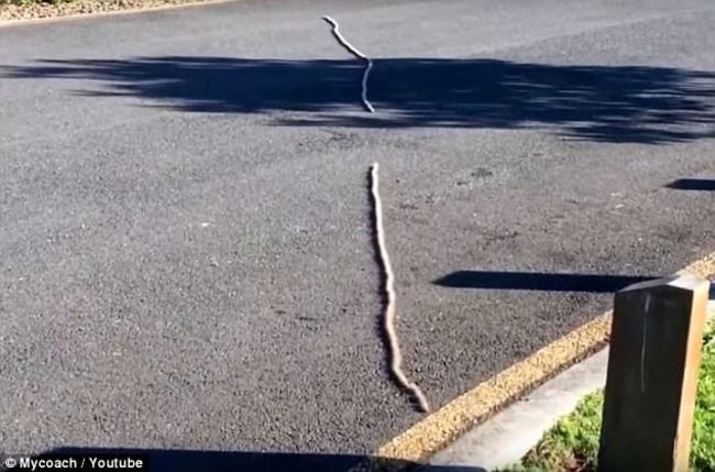 路上見「大蛇」 近看竟是150毛毛蟲頭尾串連... | 華視新聞