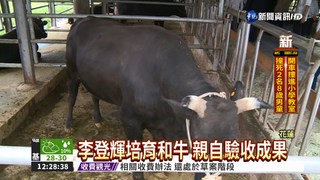 李登輝成功培育 台灣有和牛了!