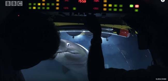 【影】潛艇人員無意間撞見鯊魚 慘遭「狠瞪猛撞」嚇壞 | 華視新聞