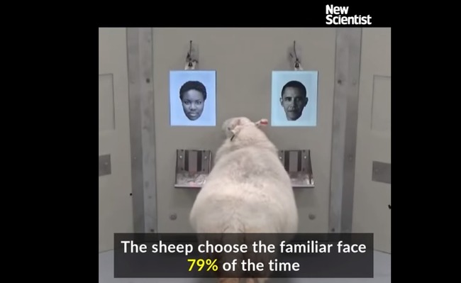 【影】智商不低! 羊也會「人臉辨識」 | 華視新聞