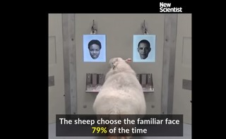 【影】智商不低! 羊也會「人臉辨識」