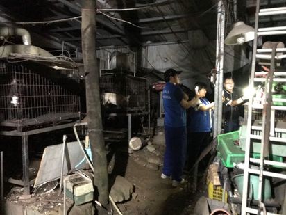 新北查獲非法繁殖狗場 救出56犬5隻聲帶遭割 | (新北動保處提供)