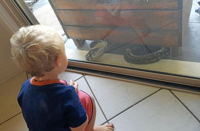 【影】2歲兒對峙2公尺蟒蛇 母嚇傻"還好有修紗窗" | 華視新聞