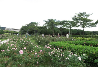 台北玫瑰園700品種競豔 古典園區超吸睛 | 台北玫瑰園(北市府提供)