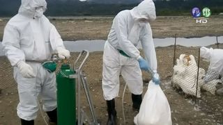 禽流感襲日韓 南韓1養鴨場驗出H5N6!