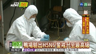驗出H5N6! 南韓1養鴨場淪陷