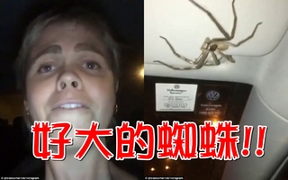 【影】超恐怖! 巨大蜘蛛驚現車內 女駕駛崩潰