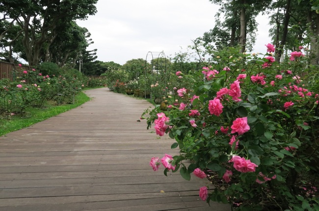 假日"打卡"好去處! 花博新生園區700種玫瑰超好拍 | 華視新聞