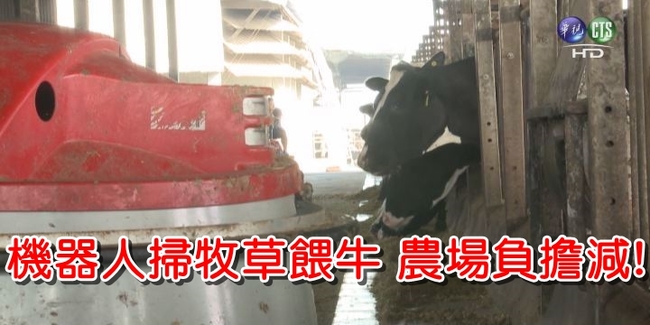 【午間搶先報】機器人掃牧草餵牛 農場負擔減! | 華視新聞