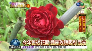 花博秋季玫瑰展 7百品種亮相