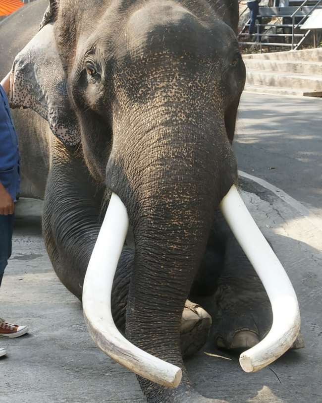動物反撲!? 泰國大象明星抓狂 主人活活被"捲死" | 華視新聞