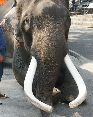 動物反撲!? 泰國大象明星抓狂 主人活活被"捲死"