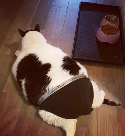 【影】這麼胖! 黑白乳牛貓狂發福 15公斤攤在地 | 穿內褲超卡的傑克(翻攝IG)