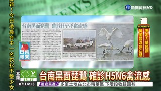台南黑面琵鷺 確診H5N6禽流感