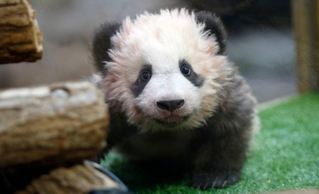 【影】首隻法國誕生貓熊 命名"圓夢"明年1月見客
