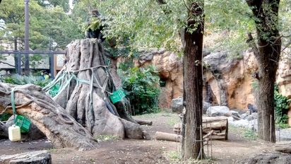 竹市動物園5月底休園 籌備再生計畫赴日取經 | (新竹市動物園提供)