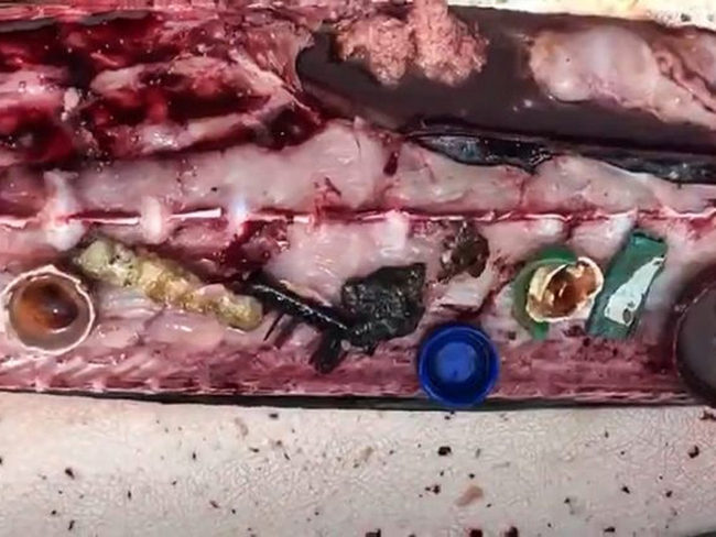 海洋超髒! 漁夫剖開魚肚驚見滿是塑膠垃圾 | 華視新聞