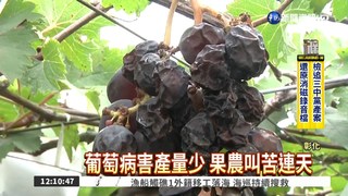 空汙害的? 巨峰葡萄產量少3成