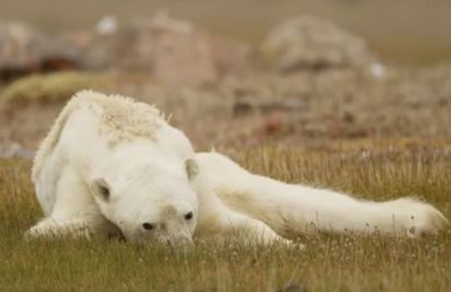 【影】北極熊活活餓死 專家:”100年後恐全死光” | 沒多久後活活餓死的北極熊(翻攝IG paulnicklen)