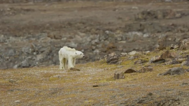 【影】北極熊活活餓死 專家:”100年後恐全死光” | 華視新聞