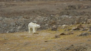 【影】北極熊活活餓死 專家:”100年後恐全死光”