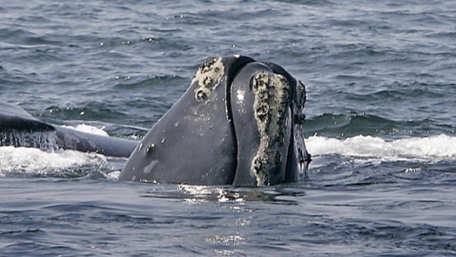 只剩450頭! 北大西洋”露脊鯨”恐將絕種 | 華視新聞