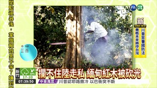 攔不住中國走私 緬甸紅木被砍光
