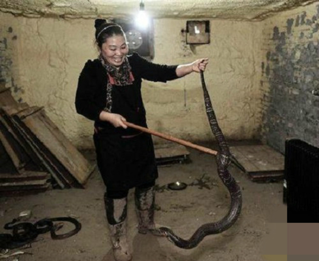 眼鏡蛇女王豢養7千條蛇 殺蛇.剝皮1分鐘解決 | 華視新聞