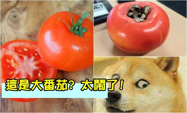 沒人敢吃"大番茄"他敢吃 但看實體卻嚇壞了 | 華視新聞