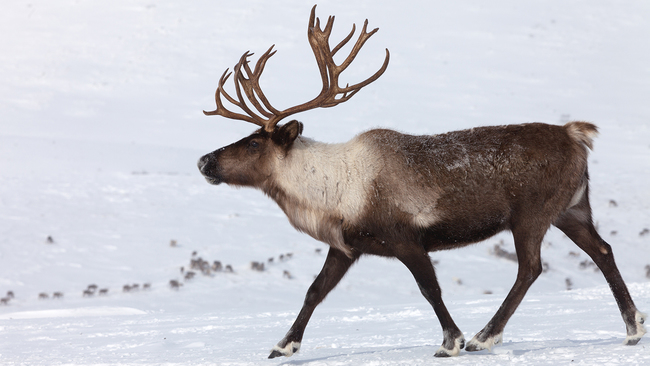 耶誕染血! 挪威政府撲殺13萬頭馴鹿 | 華視新聞