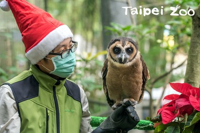 【圖】溫馨! 動物園也過耶誕 豪華大餐長這樣 | 褐林鴞「雪寶」與保育員(台北市立動物園提供)