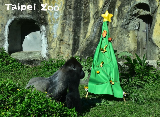 【圖】溫馨! 動物園也過耶誕 豪華大餐長這樣 | 華視新聞
