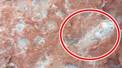 工地發現橢圓石頭 鑑定後竟是"恐龍蛋化石" | 恐龍蛋化石(翻攝新華網)