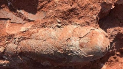 工地發現橢圓石頭 鑑定後竟是"恐龍蛋化石" | 恐龍蛋化石(翻攝新華網)