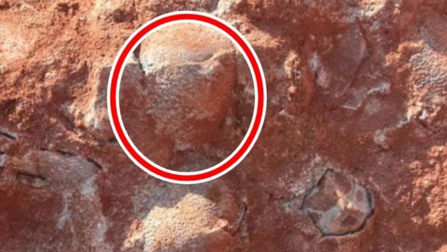 工地發現橢圓石頭 鑑定後竟是"恐龍蛋化石" | 華視新聞