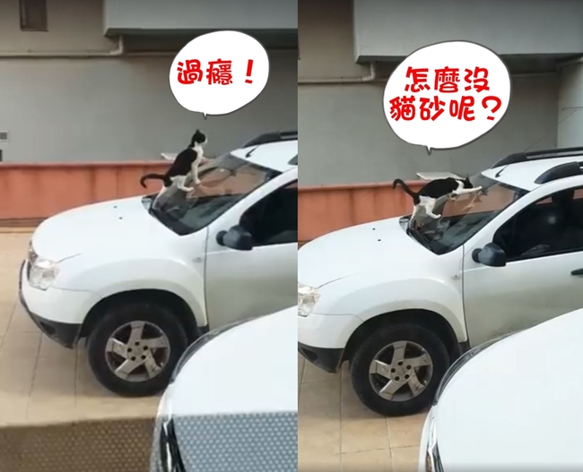 【影】惹到貓老大? 牠用”弓箭步”讓車主崩潰 | 華視新聞