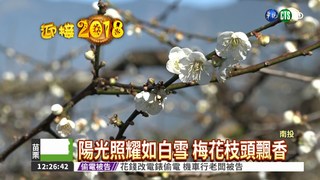 南投50公頃梅園 3成梅花已開