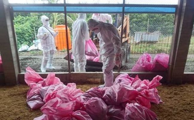 禽流感疫情好發期 今年已撲殺超過"4萬隻" | 華視新聞