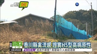 日香川縣禽流感 撲殺9.2萬隻雞