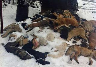 殘忍! 俄國為迎接世界盃 花5600萬屠殺流浪狗