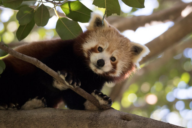 【影】超萌! 尼泊爾紅熊貓 全球僅剩不到1萬隻 | 華視新聞
