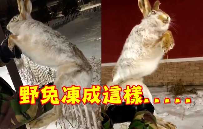 【影】驚! 零下56度急凍 狗兔全冰成活標本 | 華視新聞