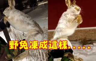 【影】驚! 零下56度急凍 狗兔全冰成活標本