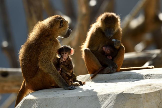 巴黎動物園50狒狒"越獄" 園方緊急閉園控制現場 | 華視新聞