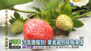 冷氣團來勢洶 草莓防寒大作戰