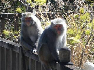 太平山台灣獼猴出沒 林管處"遊客勿餵食"