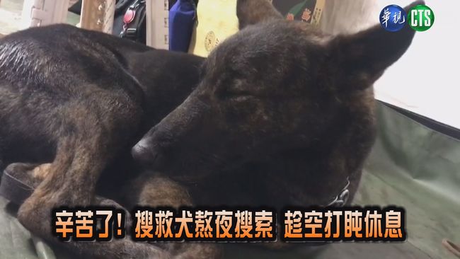 【影】辛苦了! 搜救犬熬夜搜索 趁空打盹休息 | 華視新聞