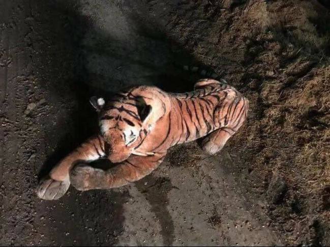 猛虎闖進農場警對峙45分 虛驚一場"老虎是玩偶" | 華視新聞