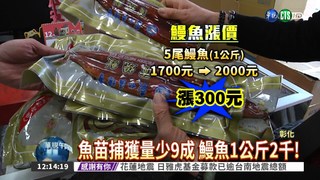 魚苗量暴減9成 鰻魚價格大漲