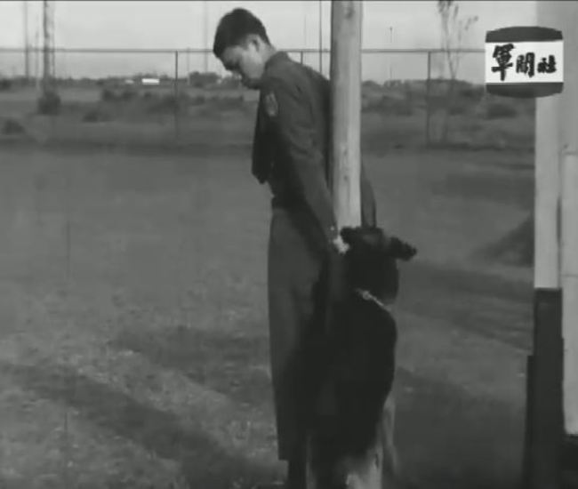 50年前軍犬訓練大公開 會匍匐前進.救戰友 | 華視新聞